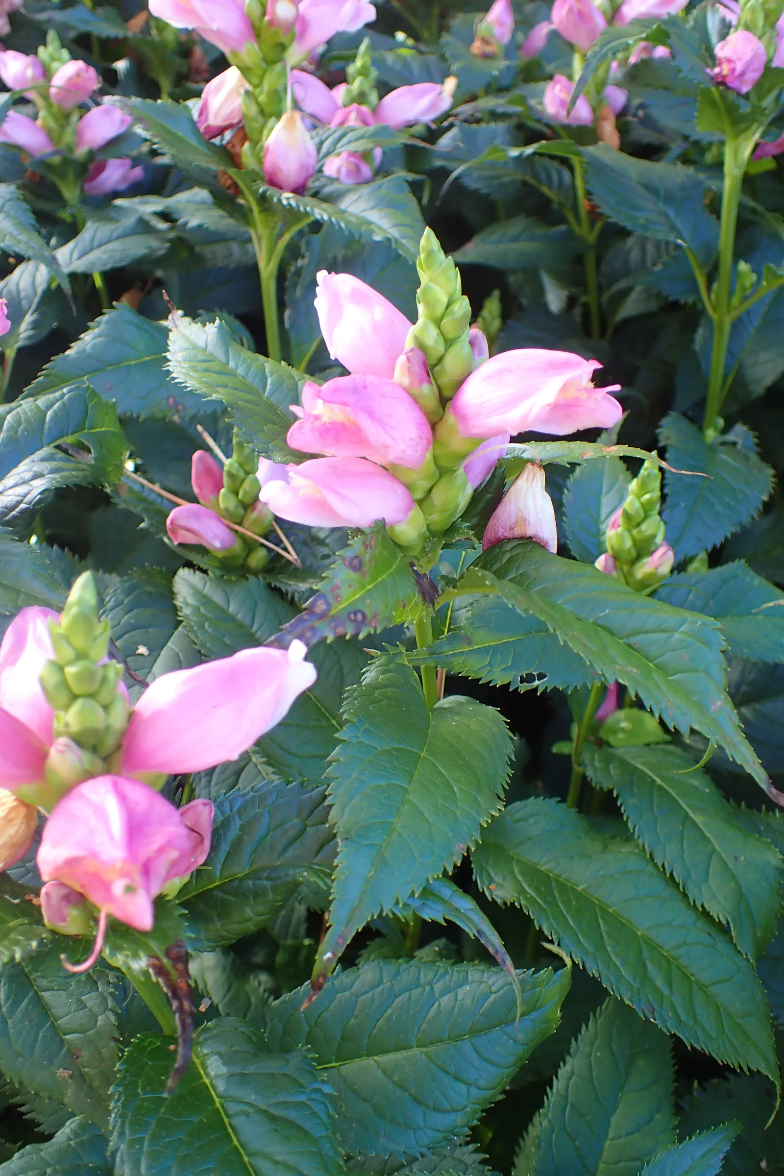 Turtlehead (Chelone Obliqua) — Preferring moist, fertile soil and partial shade, it's ideal for rain gardens or woodland borders, image 59