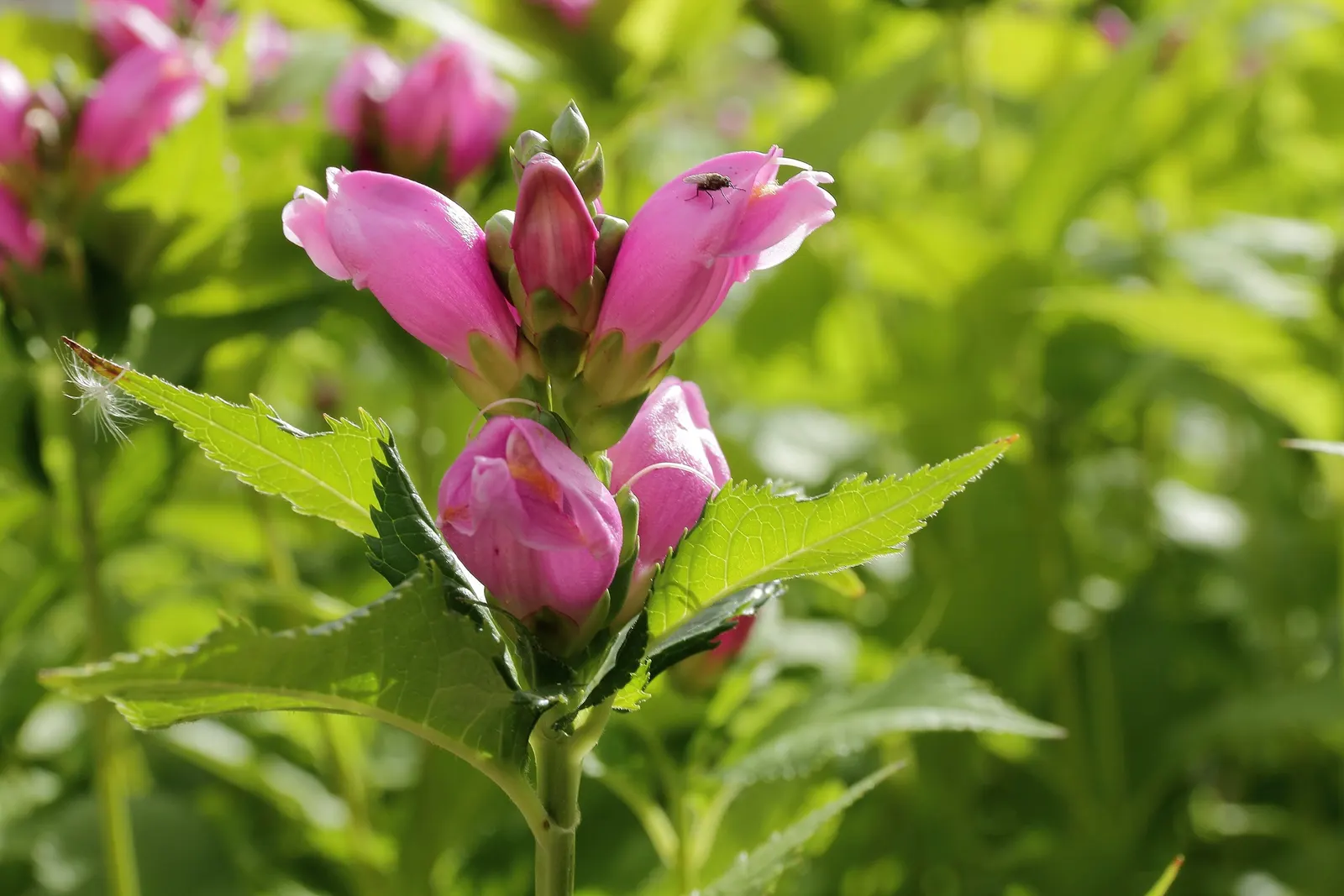 Turtlehead (Chelone Obliqua) — particularly late-season butterflies, image 50