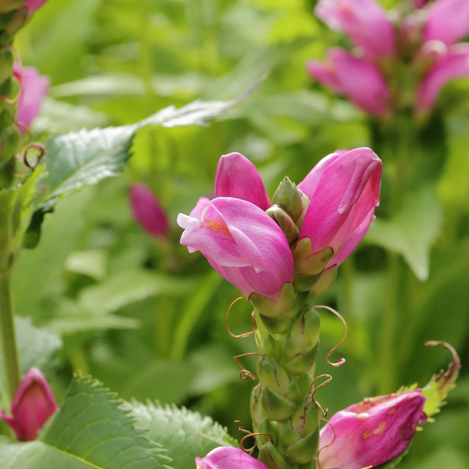Turtlehead (Chelone Obliqua) — These blooms grow along the top of the erect