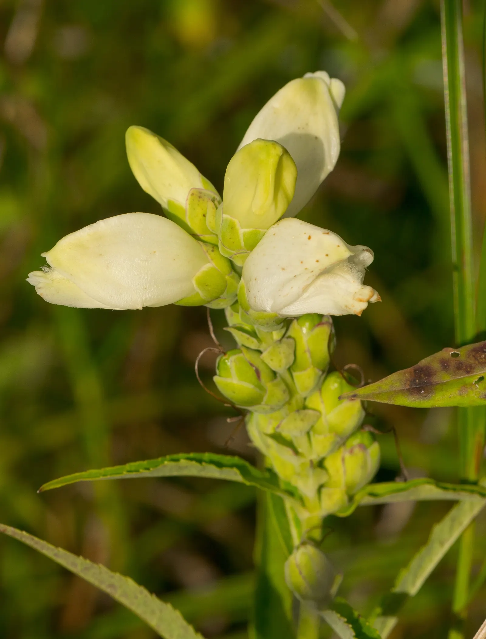 Turtlehead (Chelone Obliqua) — although cultivars may offer shades of white as well; requires minimal maintenance once established
