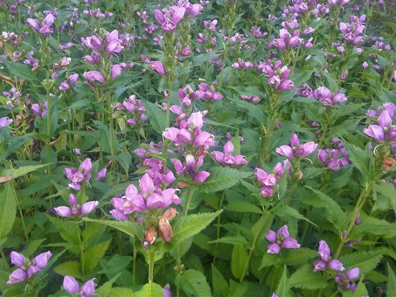 Turtlehead (Chelone Obliqua) — These blooms grow along the top of the erect; hence the term "turtlehead."<br><br>Bearing blooms from late summer to early fall