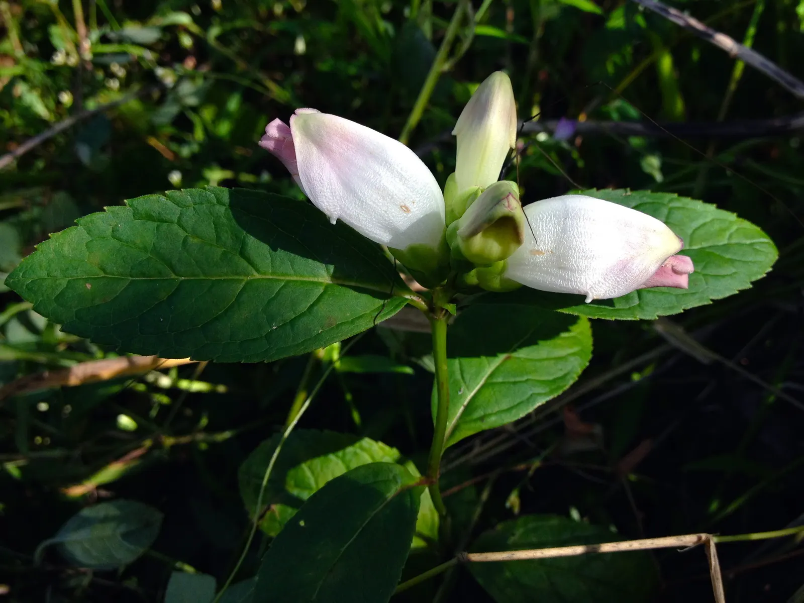 Turtlehead (Chelone Obliqua) — including the Baltimore checkerspot butterfly which relies on it as a host plant for its larvae