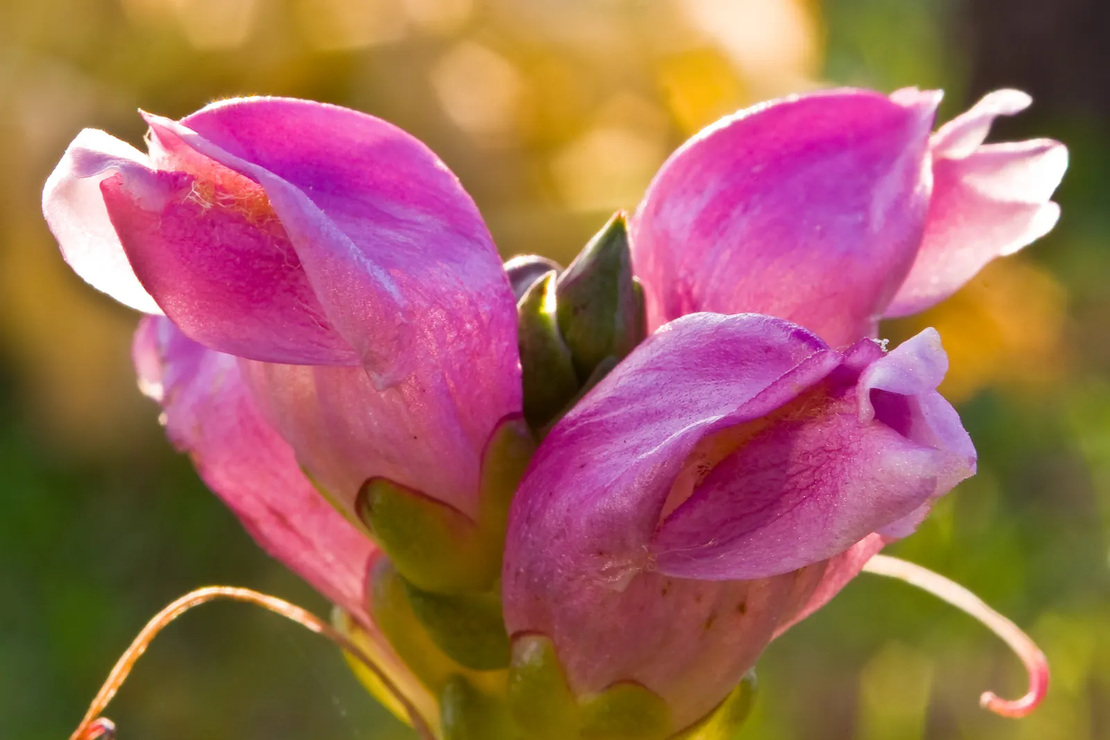 Turtlehead (Chelone Obliqua) — is a herbaceous perennial boasting tightly-clustered