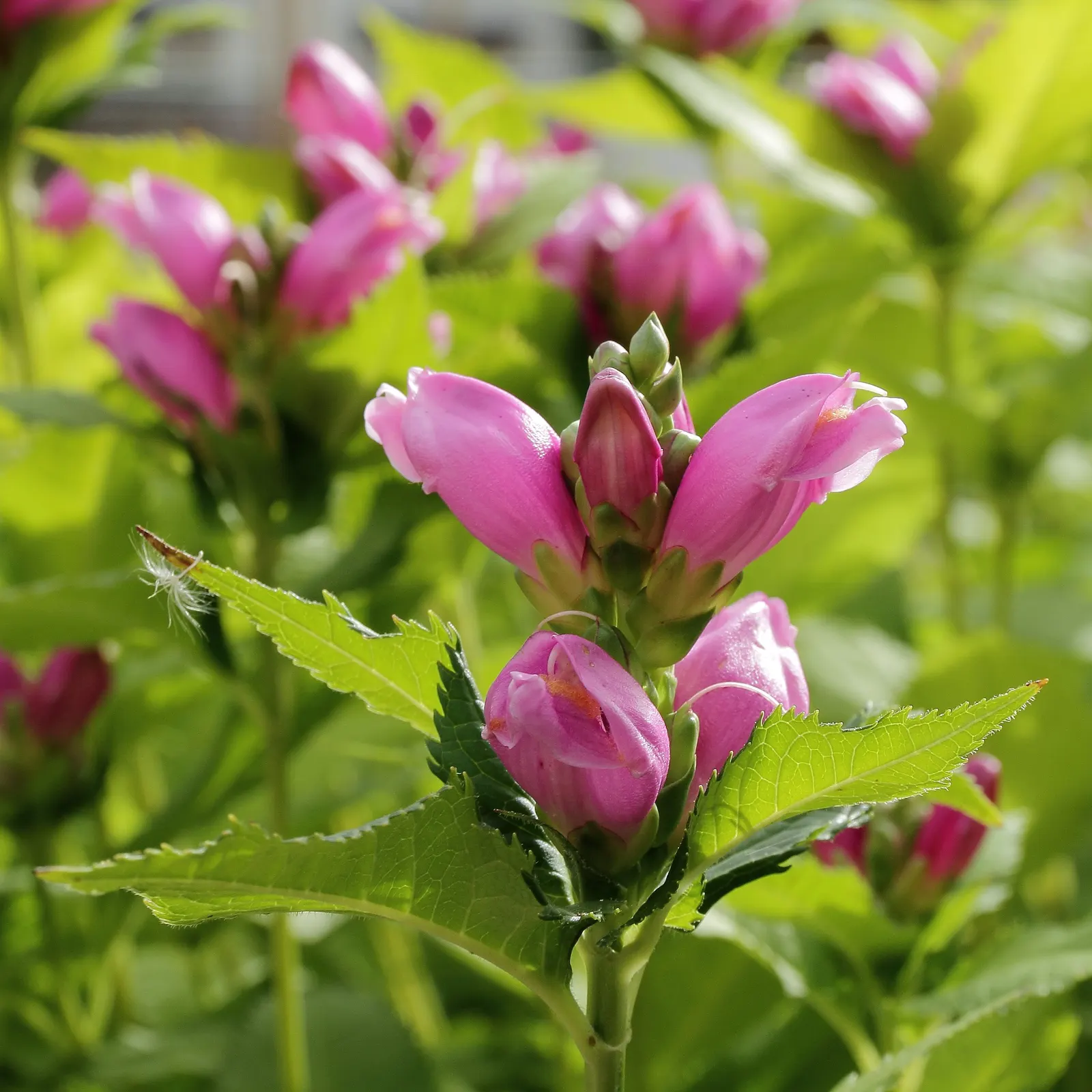 Turtlehead (Chelone Obliqua) — Thriving in zones 3-8, it reaches 2-3 feet in height and spreads 2 feet wide; pink flowers in the garden, image 58