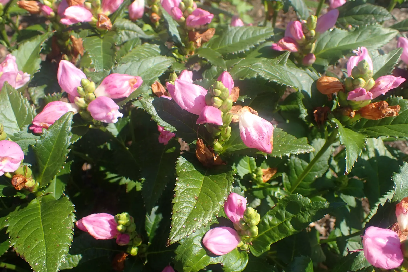 Turtlehead (Chelone Obliqua) — deep pink blossoms resembling a turtle's head