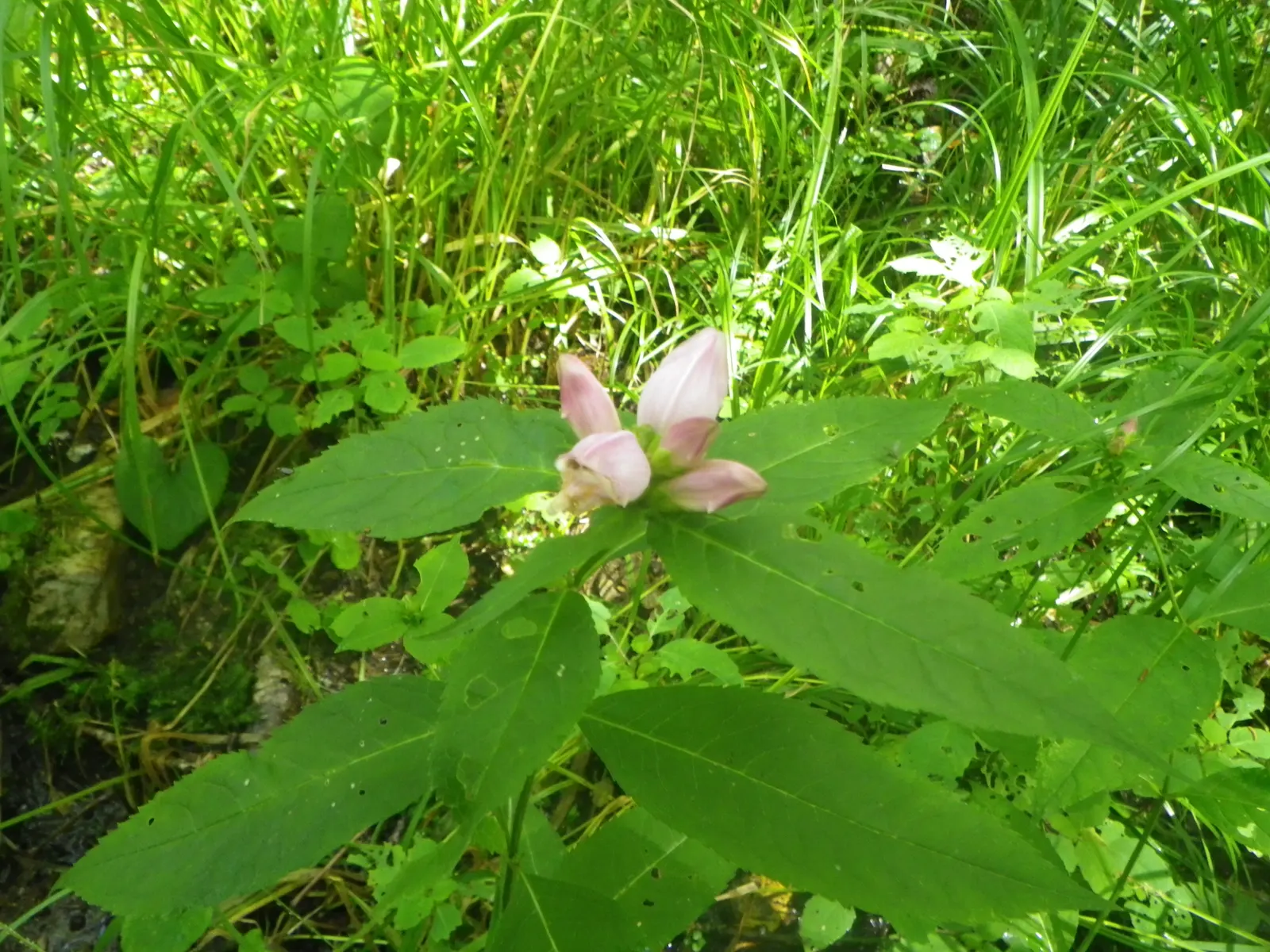 Turtlehead (Chelone Obliqua) — although cultivars may offer shades of white as well; requires minimal maintenance once established, image 71