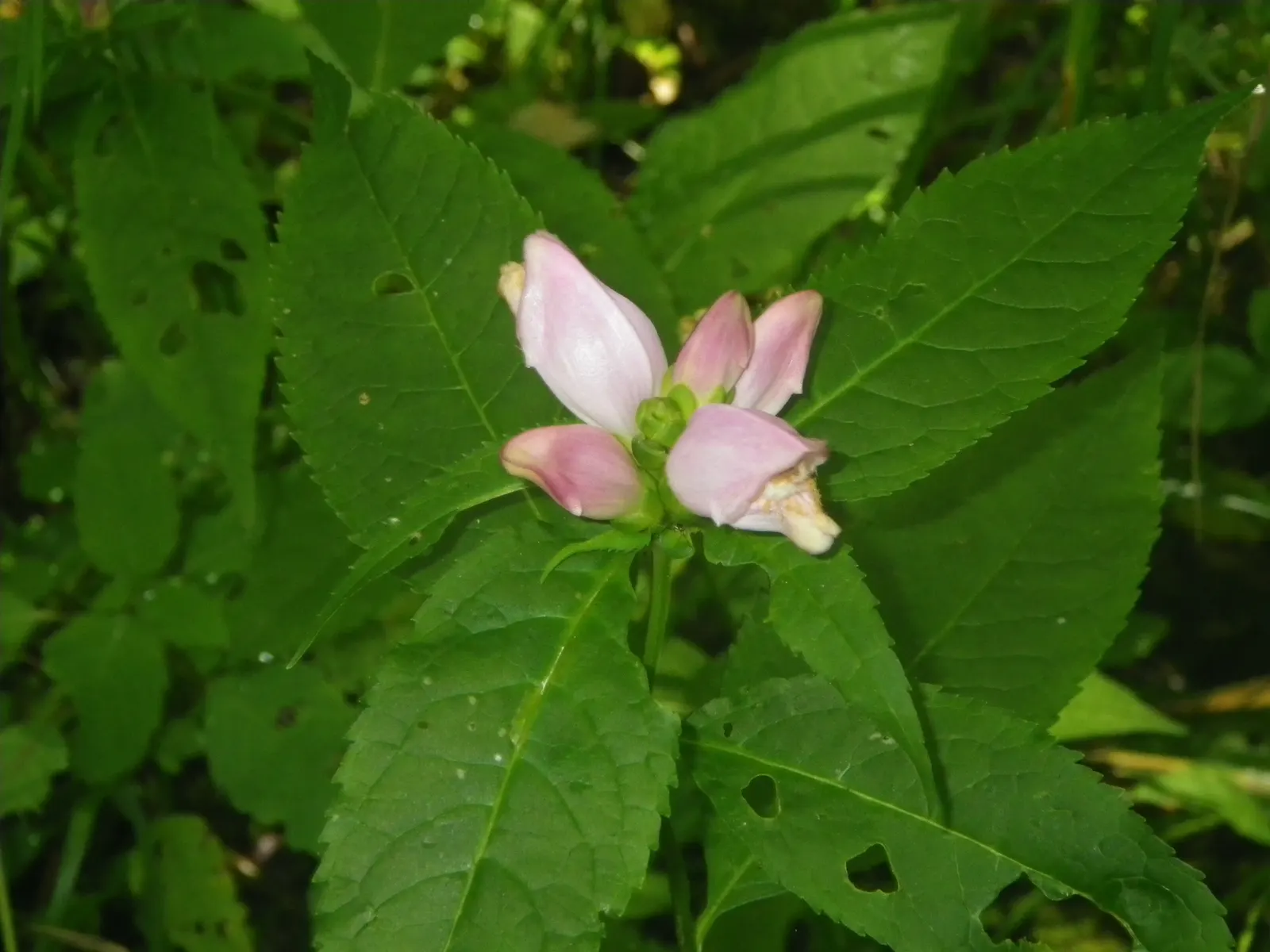 Turtlehead (Chelone Obliqua) — is a perennial flowering plant native to the moist woodlands and stream banks of North America; the unique common name arises