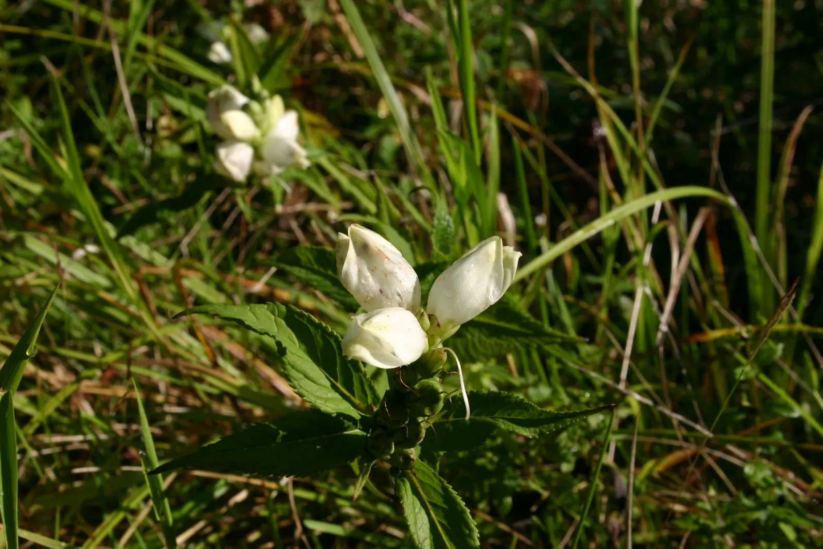 Turtlehead (Chelone Obliqua) — hence the term "turtlehead."<br><br>Bearing blooms from late summer to early fall; it prefers fertile, humus-rich, image 69