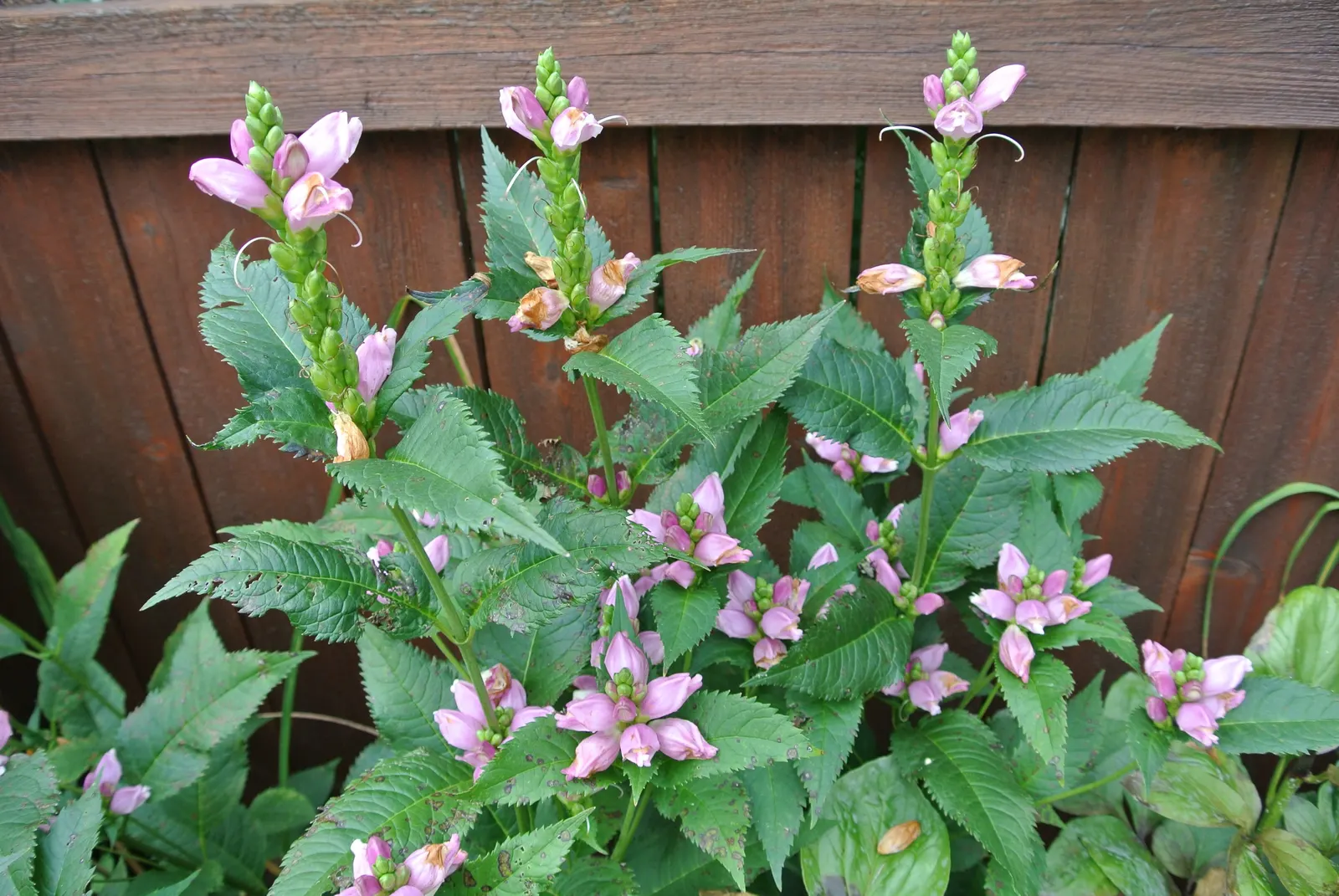 Turtlehead (Chelone Obliqua) — reaching a mature height of approximately 2 to 3 feet and spreading roughly 1 to 2 feet wide; perennial for full or half or shade