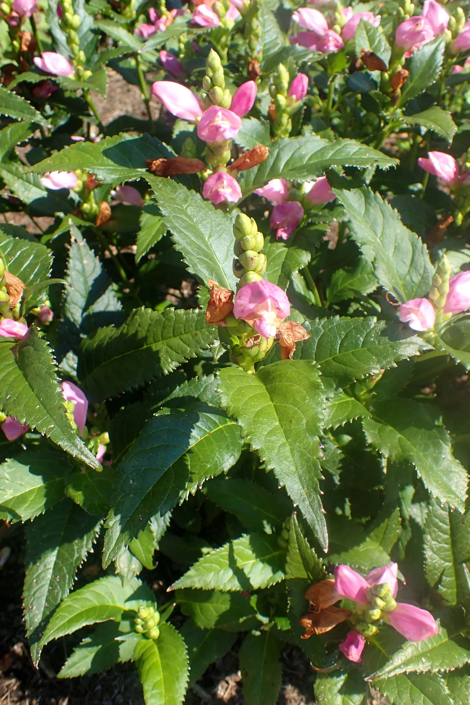 Turtlehead (Chelone Obliqua) — hence the term "turtlehead."<br><br>Bearing blooms from late summer to early fall; it prefers fertile, humus-rich soil that is