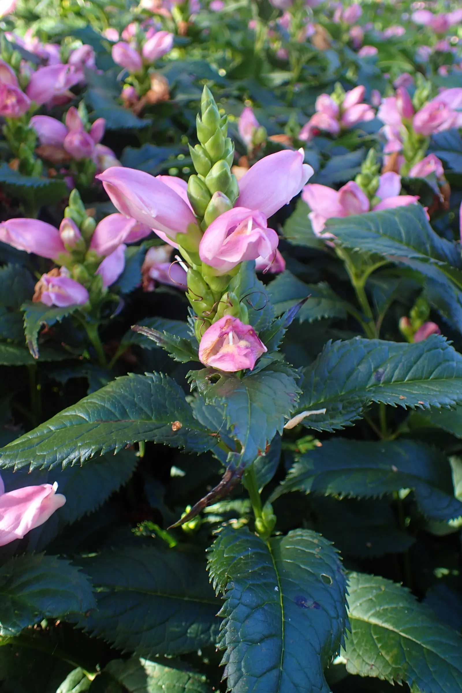 Turtlehead (Chelone Obliqua) — scientifically known as Chelone obliqua; blooms appear late summer to fall, attracting butterflies and hummingbirds, image 63