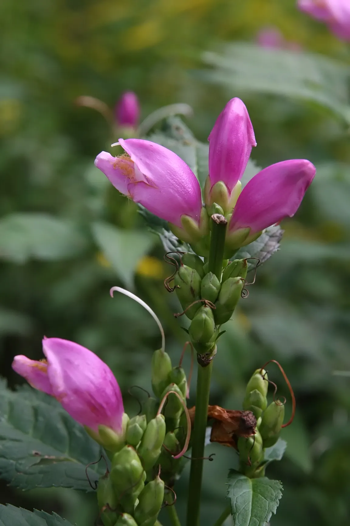 Turtlehead (Chelone Obliqua) — Blooms appear late summer to fall, attracting butterflies and hummingbirds
