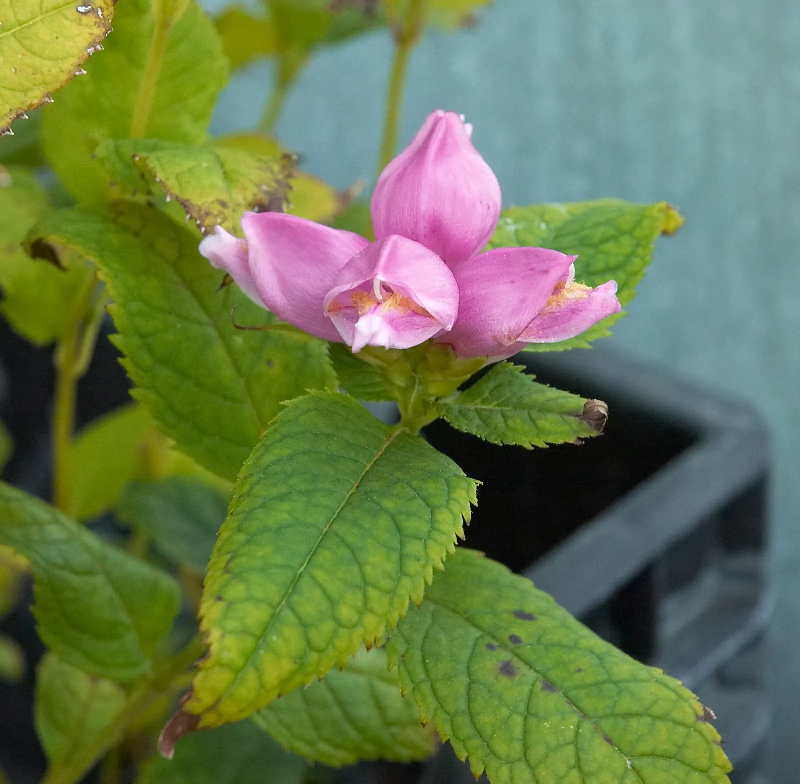 Turtlehead (Chelone Obliqua) — particularly late-season butterflies