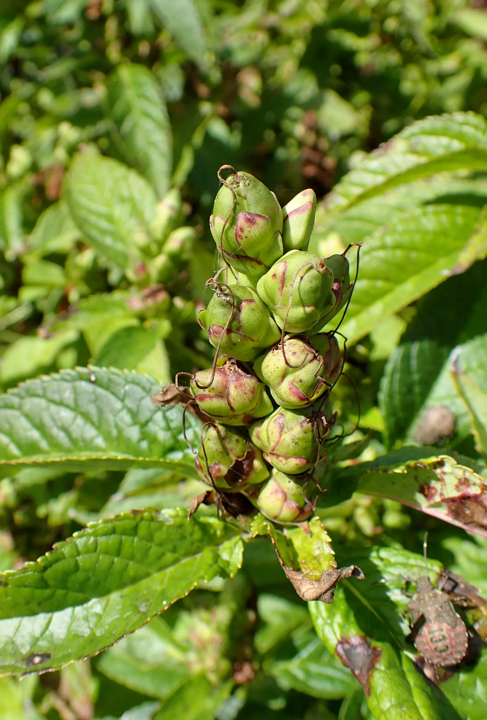 Turtlehead (Chelone Obliqua) — Foliage is lance-shaped, glossy, and deep green; presenting a striking contrast against the lush, image 61