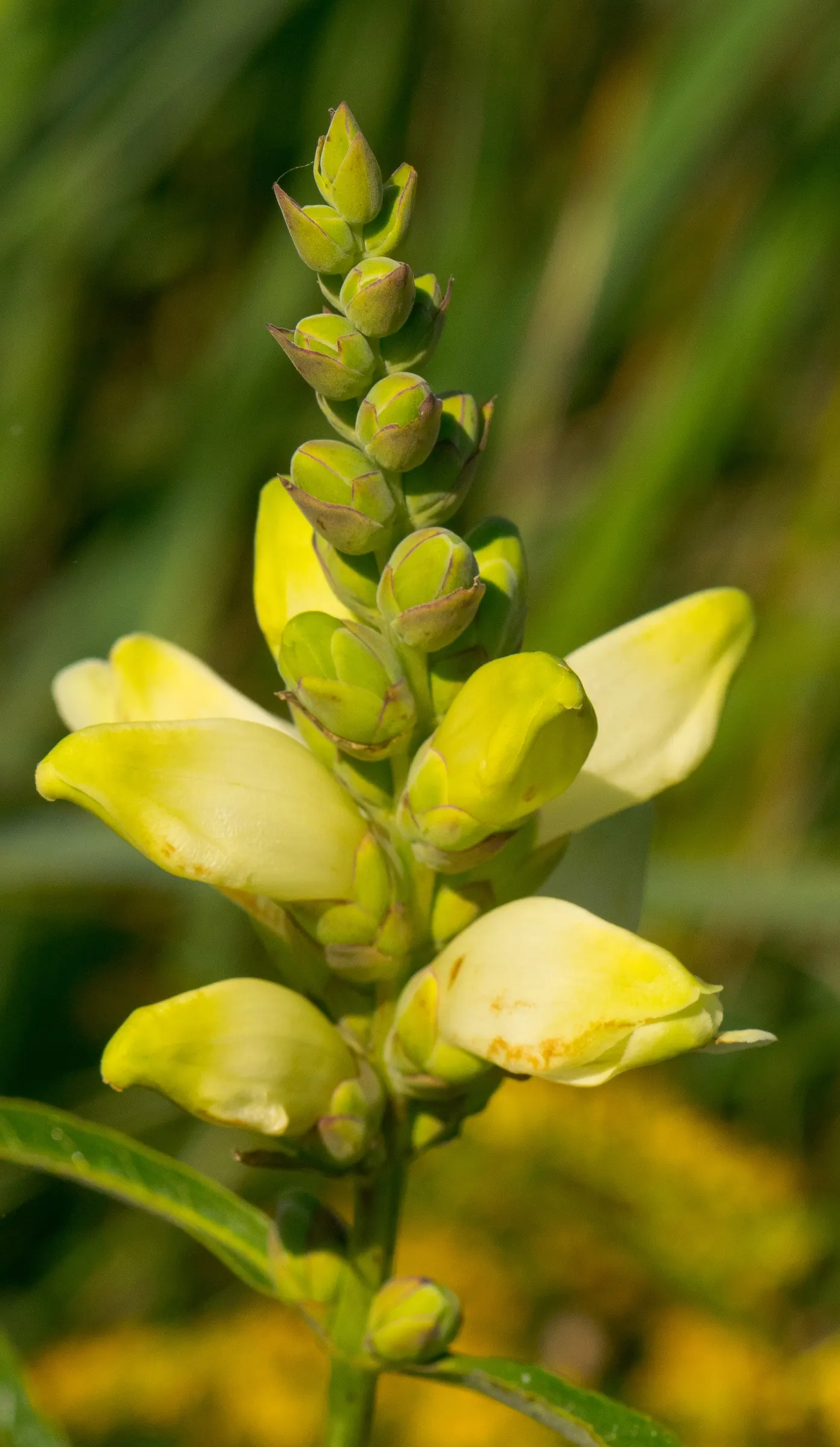 Turtlehead (Chelone Obliqua) — perennial with pink blooms; although cultivars may offer shades of white as well