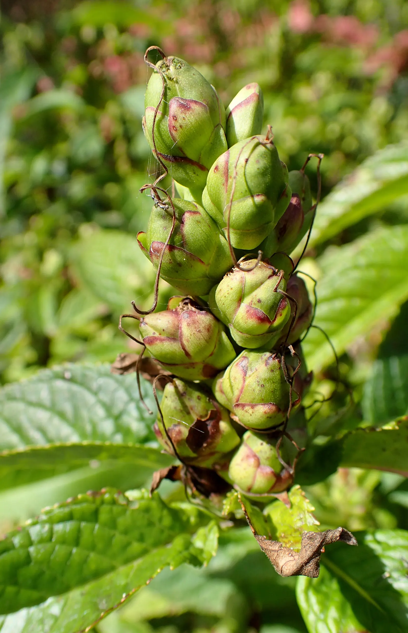 Turtlehead (Chelone Obliqua) — reaching a mature height of approximately 2 to 3 feet and spreading roughly 1 to 2 feet wide; perennial for full or, image 66