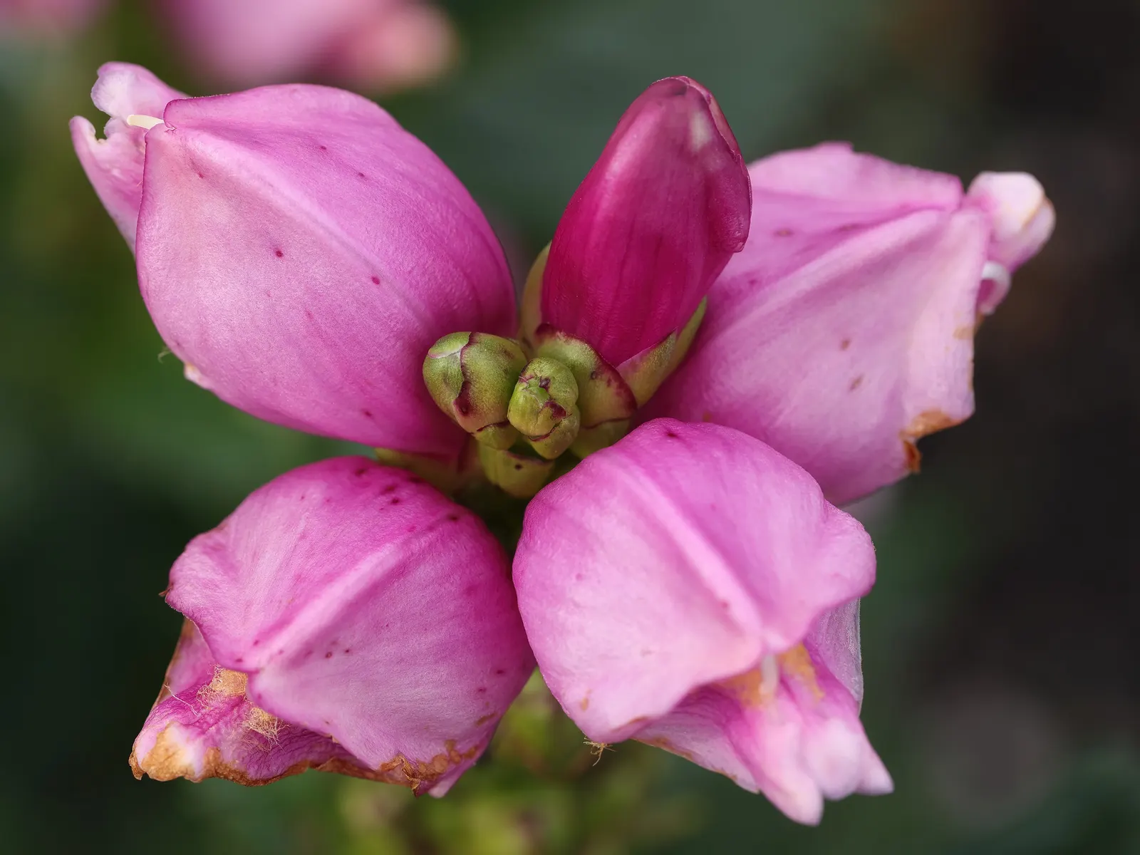 Turtlehead (Chelone Obliqua) — The unique common name arises from its distinctive flowers