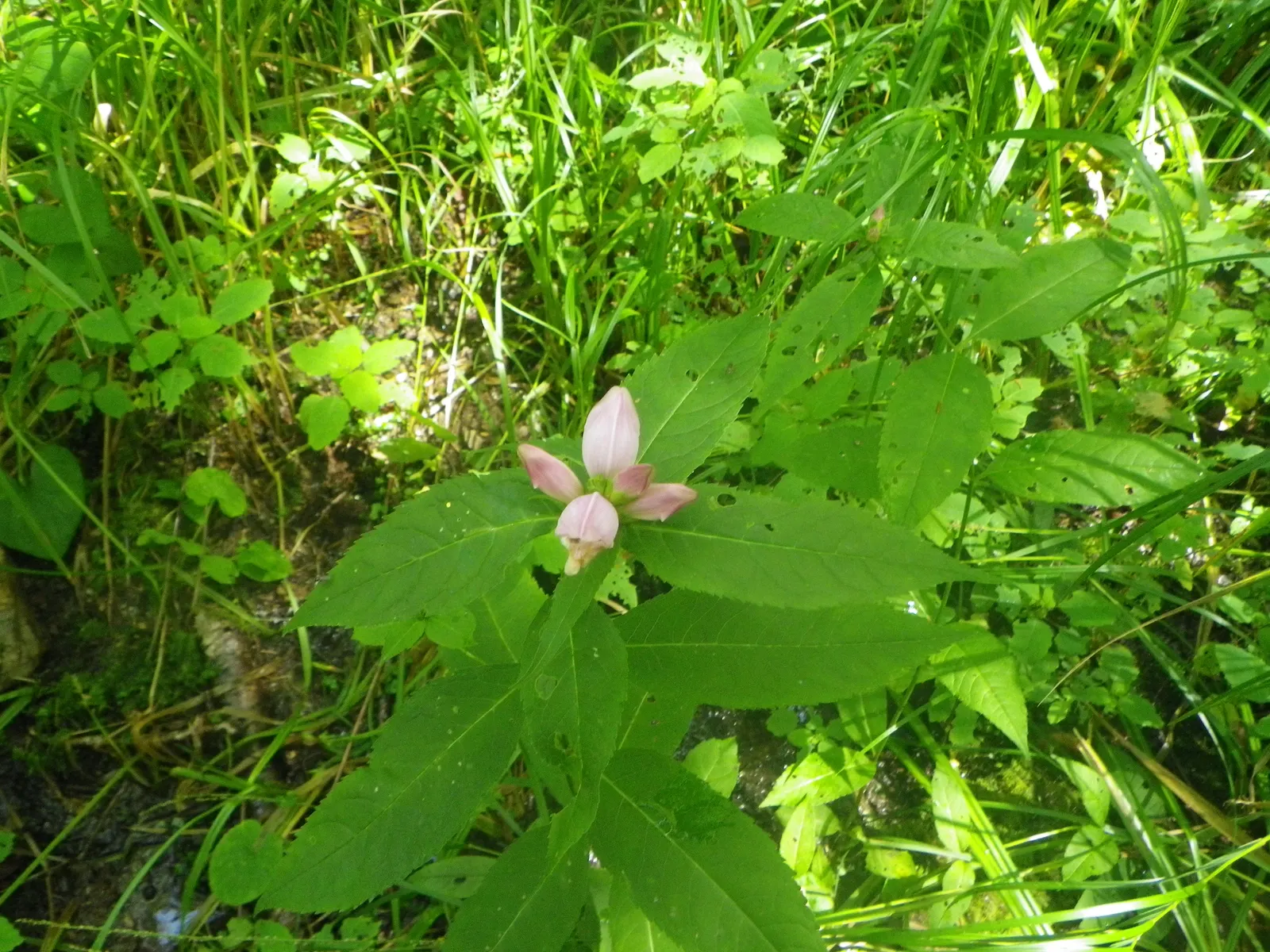 Turtlehead (Chelone Obliqua) — Turtlehead flowers are noted for their rich pink to rose-purple color; commonly called Turtlehead