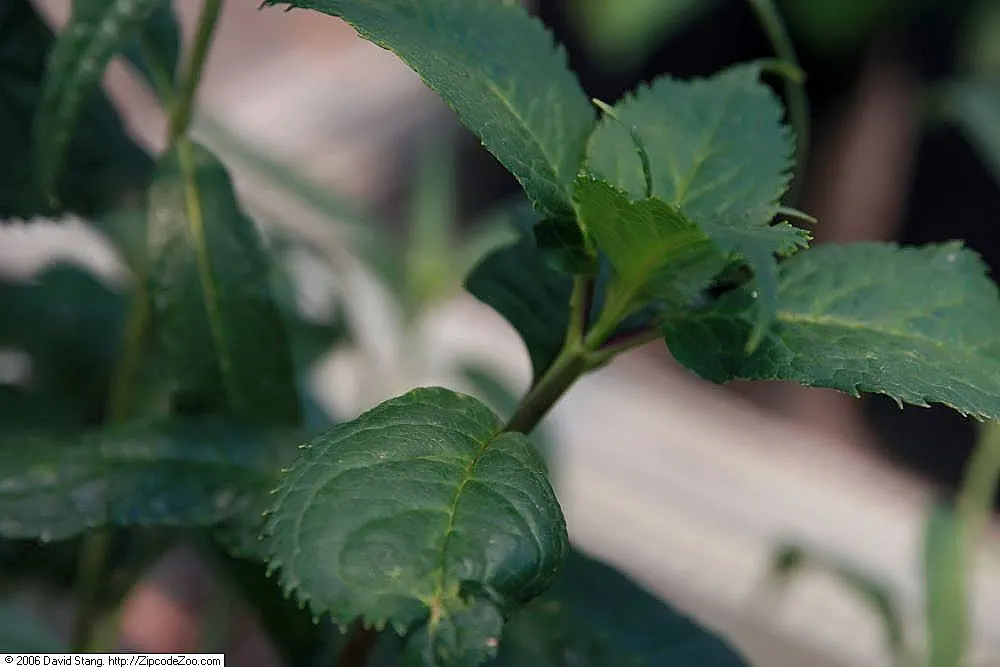 Turtlehead (Chelone Obliqua) — perennial for full or half or shade