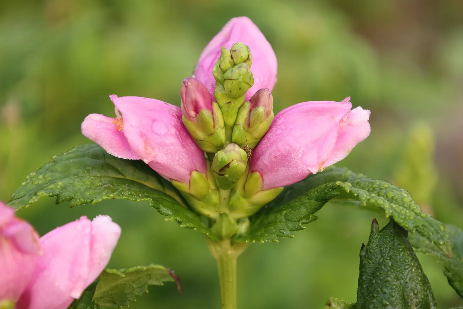 Turtlehead (Chelone Obliqua) — commonly called Turtlehead; thriving in zones 3-8, it reaches 2-3 feet in height and spreads 2 feet wide