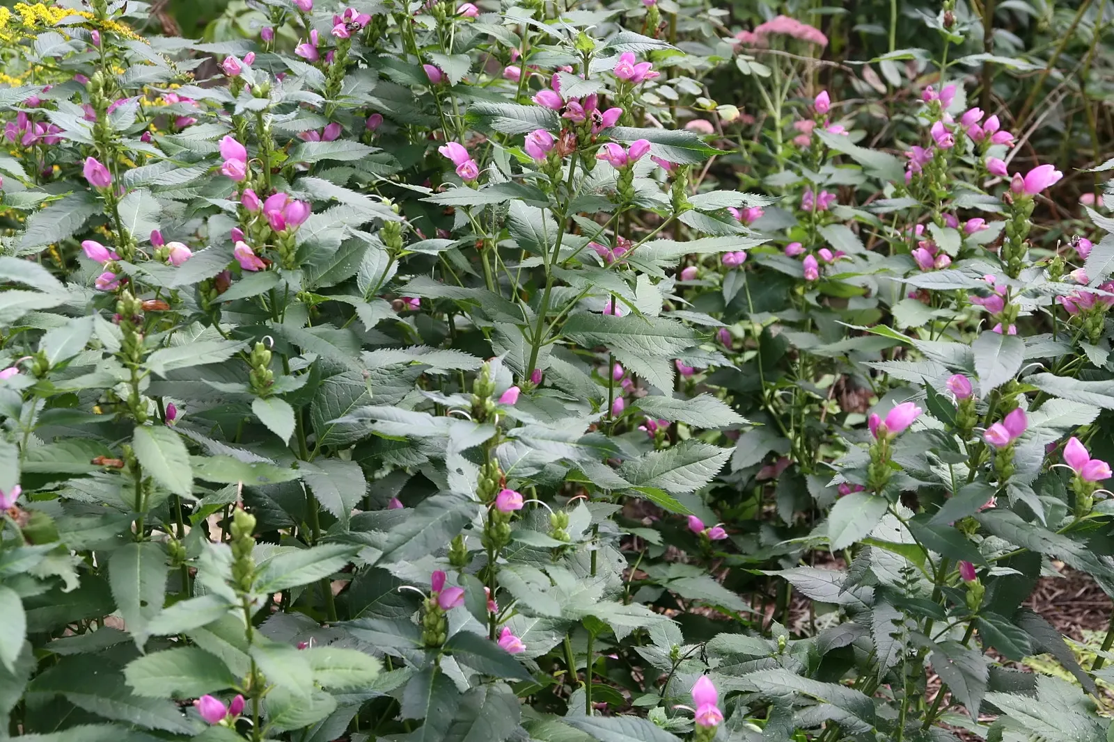 Turtlehead (Chelone Obliqua) — but it is also an important nectar source for pollinators; turtlehead flowers are noted for their rich pink to rose-purple color