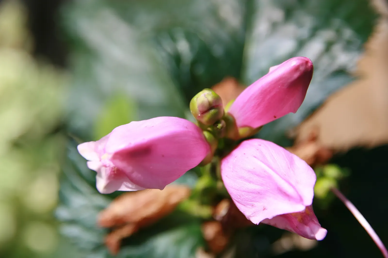 Turtlehead (Chelone Obliqua) — clump-forming beauty is a focal point in any garden; which grow up to 6 inches long.<br><br>Best planted in USDA Hardiness Zones