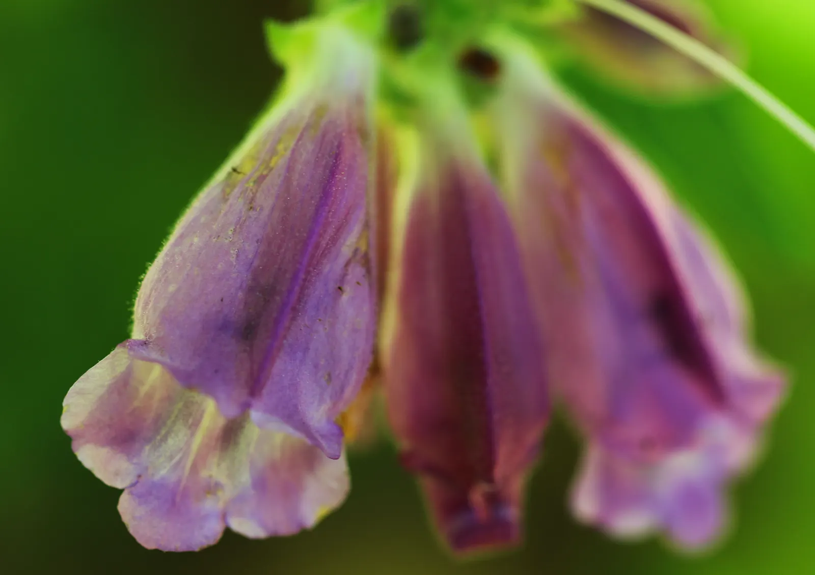 Turtlehead (Chelone Obliqua) — clump-forming beauty is a focal point in any garden