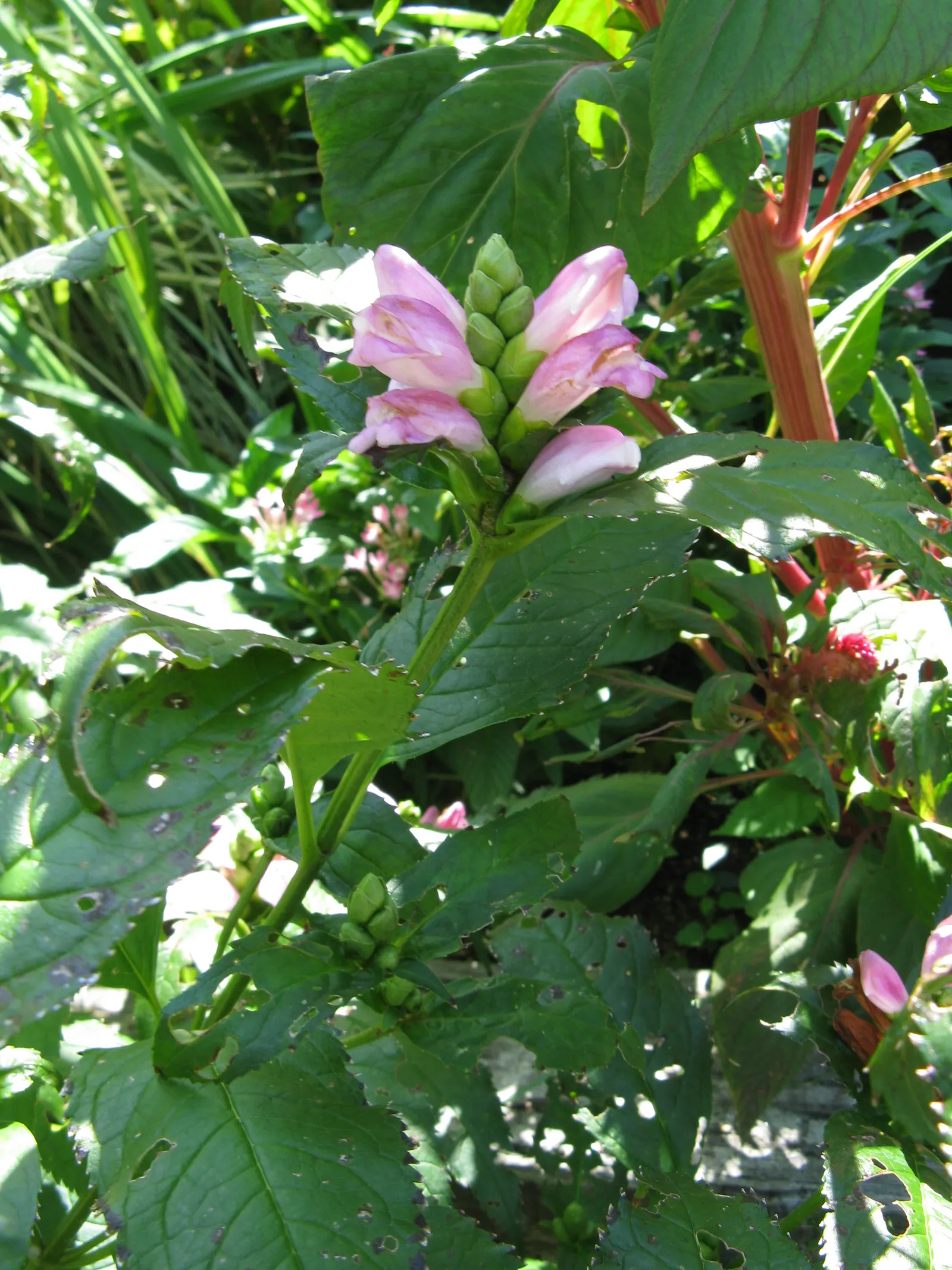 Turtlehead (Chelone Obliqua) — presenting a striking contrast against the lush; but it is also an important nectar source for pollinators