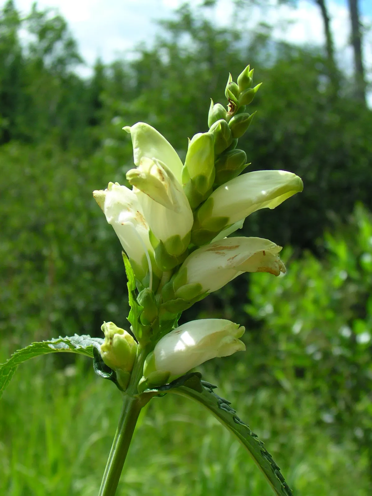 Turtlehead (Chelone Obliqua) — is a perennial flowering plant native to the moist woodlands and stream banks of North America
