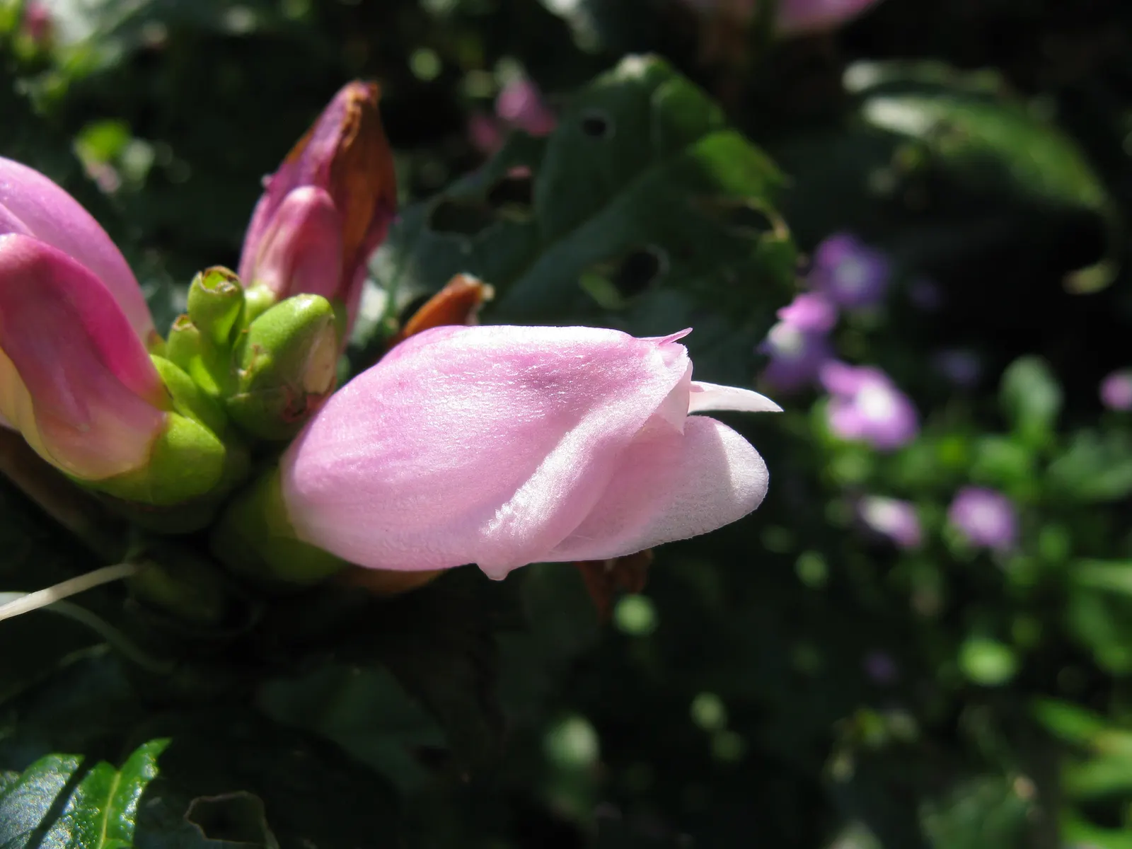 Turtlehead (Chelone Obliqua) — The unique common name arises from its distinctive flowers; foliage is lance-shaped, glossy, and deep green