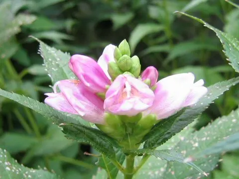 Turtlehead (Chelone Obliqua) — clump-forming beauty is a focal point in any garden; which grow up to 6 inches long.<br><br>Best planted in USDA, image 65