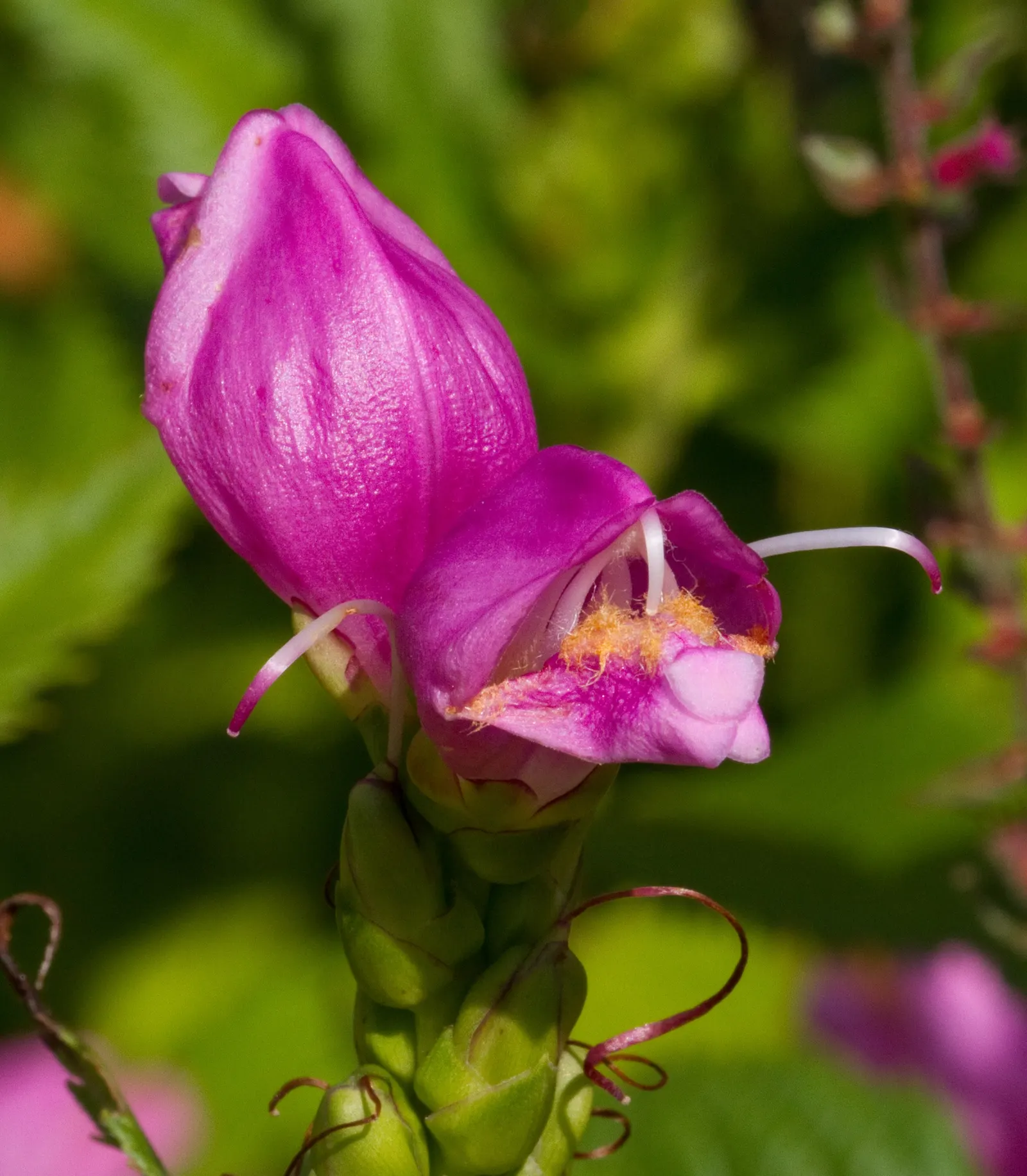 Turtlehead (Chelone Obliqua) — which closely resemble the head of a turtle with an open mouth, image 41