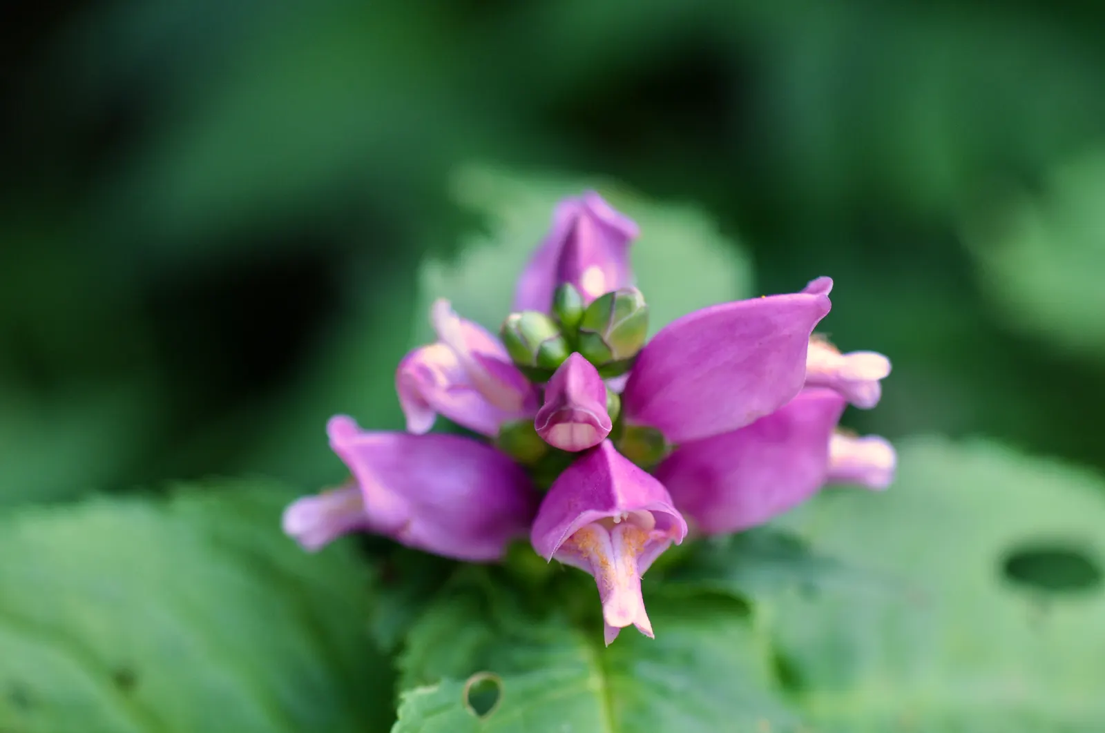 Turtlehead (Chelone Obliqua) — is a herbaceous perennial boasting tightly-clustered; clump-forming beauty is a focal point in any garden, image 56