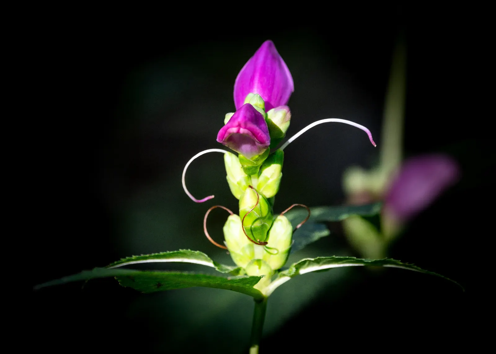 Turtlehead (Chelone Obliqua) — pink flowers in the garden; is a perennial flowering plant native to the moist woodlands and stream banks of North America