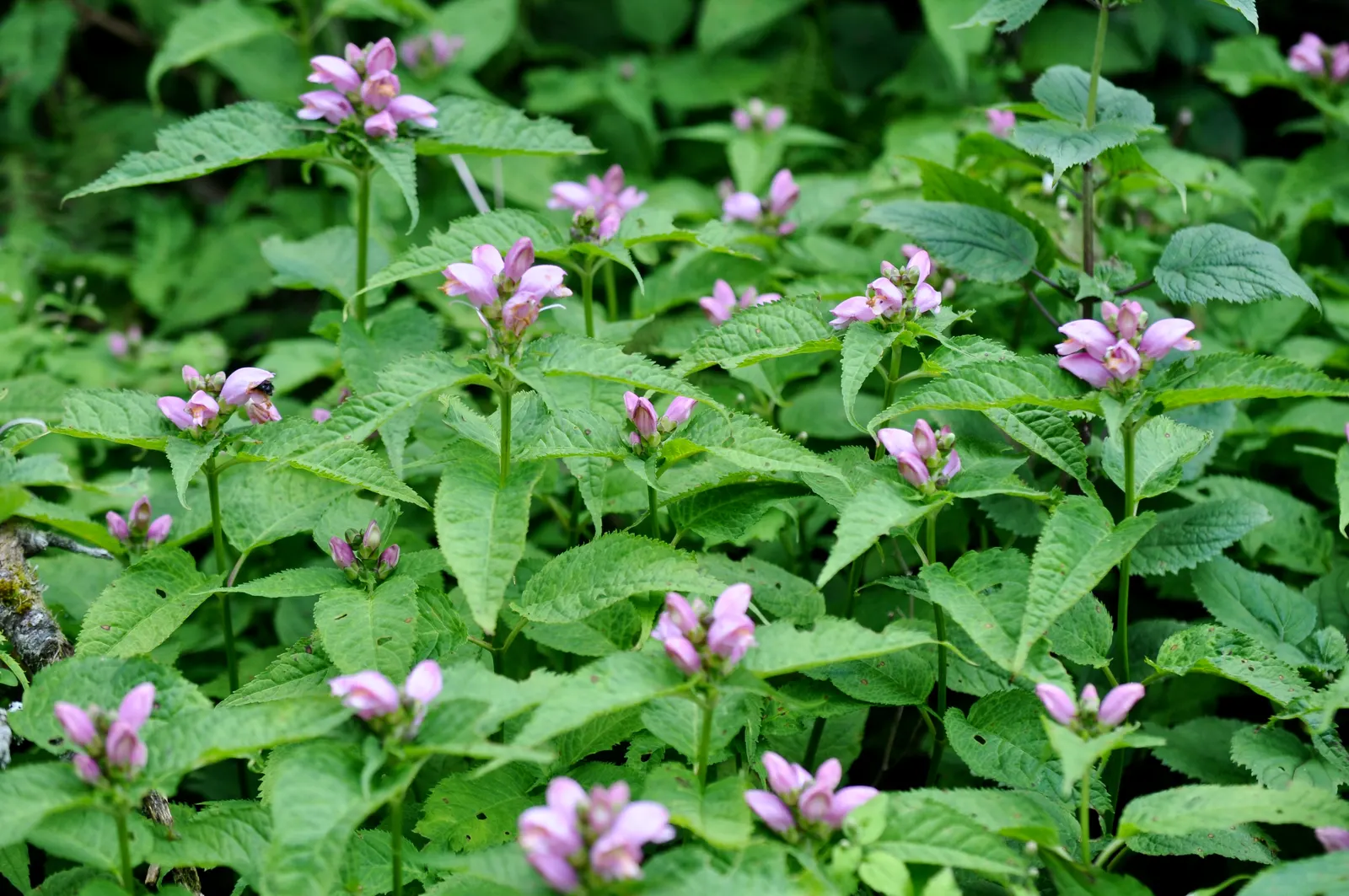 Turtlehead (Chelone Obliqua) — deep pink blossoms resembling a turtle's head; these blooms grow along the top of the erect, image 57