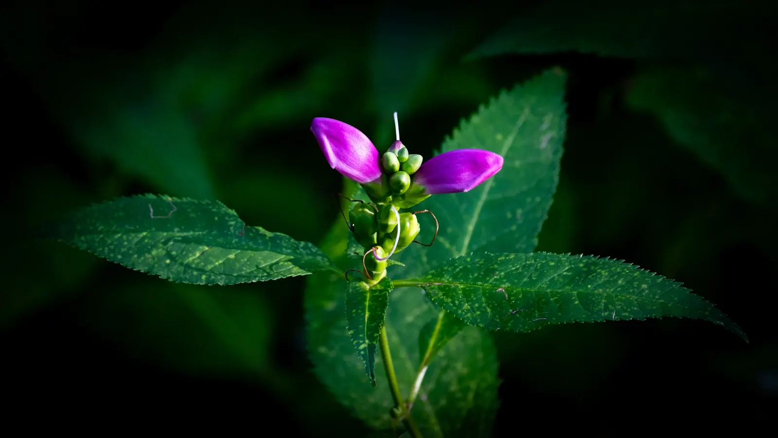 Turtlehead (Chelone Obliqua) — Requires minimal maintenance once established; perennial with pink blooms, image 62