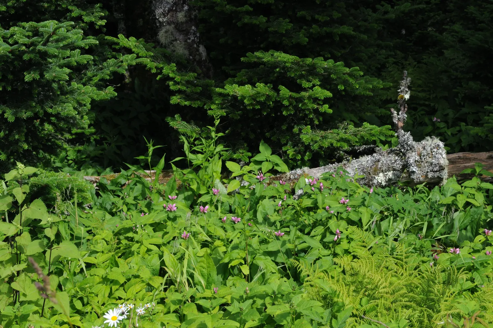 Turtlehead (Chelone Obliqua) — which grow up to 6 inches long.<br><br>Best planted in USDA Hardiness Zones 4 through 8; is a herbaceous perennial boasting