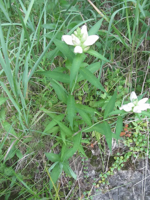Turtlehead (Chelone Obliqua) — although cultivars may offer shades of white as well