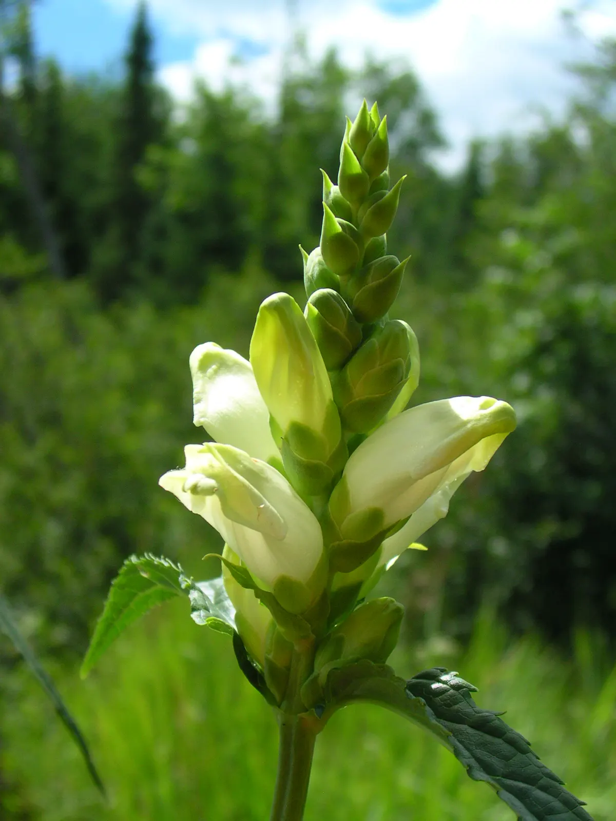 Turtlehead (Chelone Obliqua) — Foliage is lance-shaped, glossy, and deep green