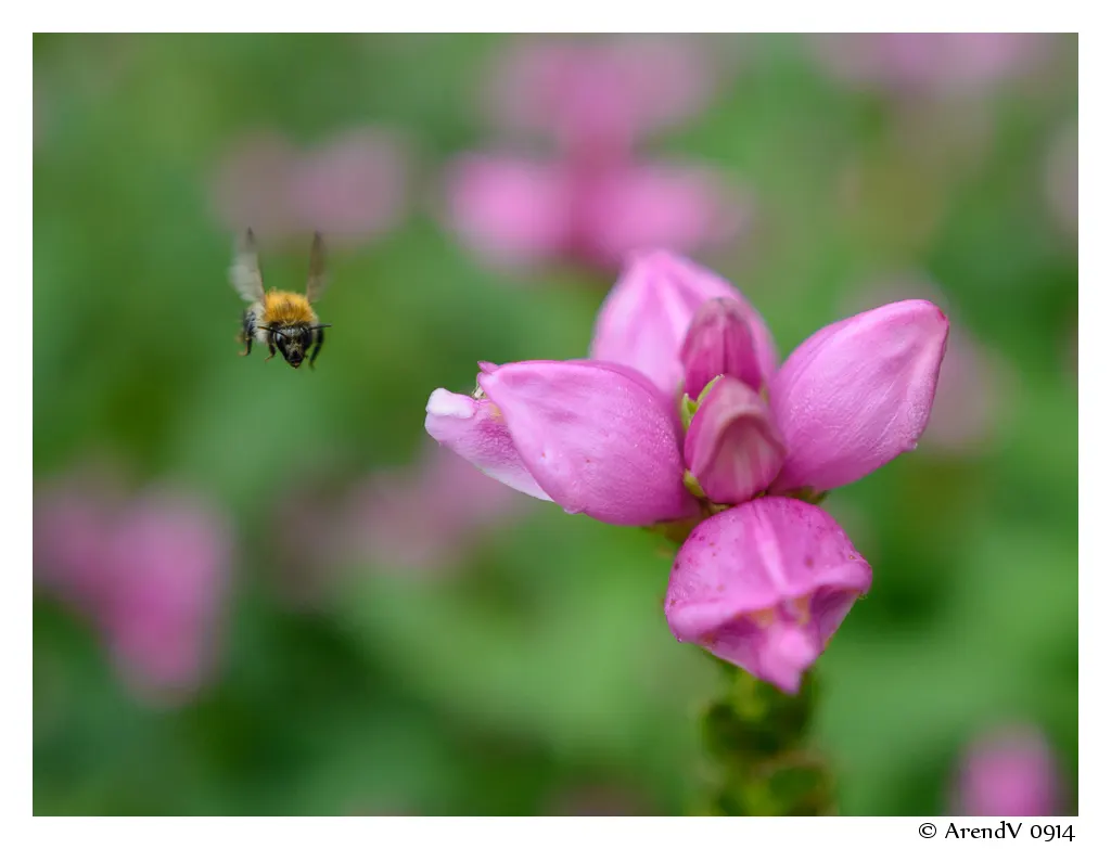 Turtlehead (Chelone Obliqua) — but it is also an important nectar source for pollinators