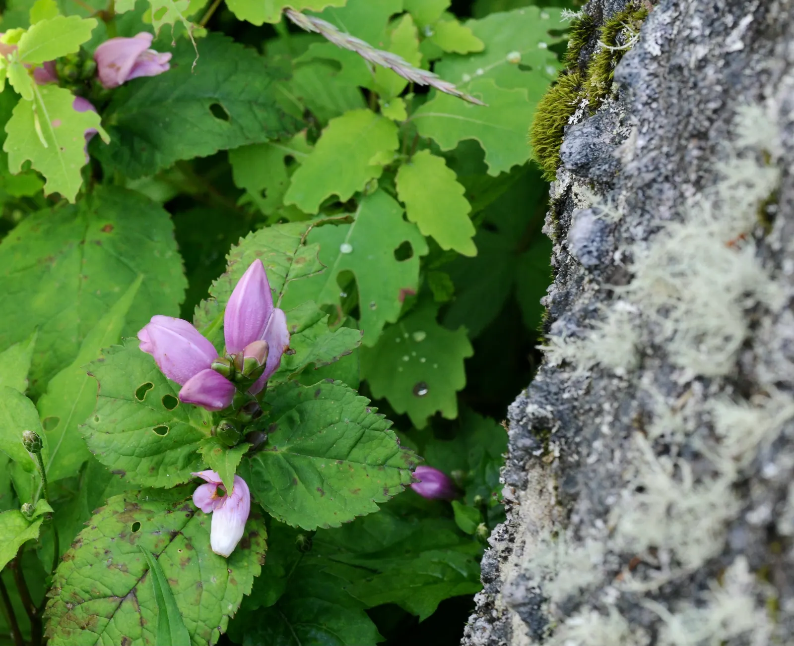 Turtlehead (Chelone Obliqua) — pink flowers in the garden
