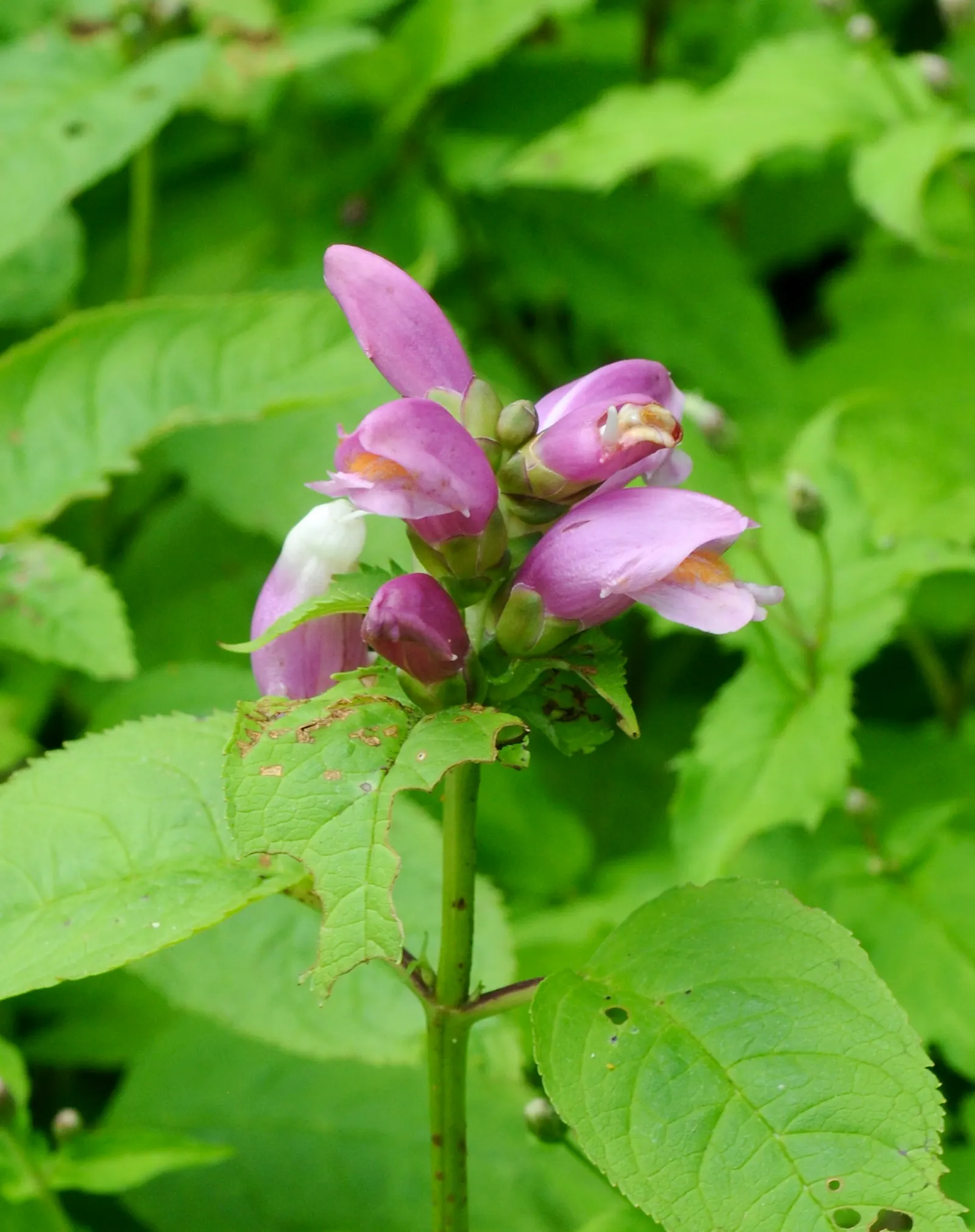 Turtlehead (Chelone Obliqua) — Requires minimal maintenance once established; perennial with pink blooms