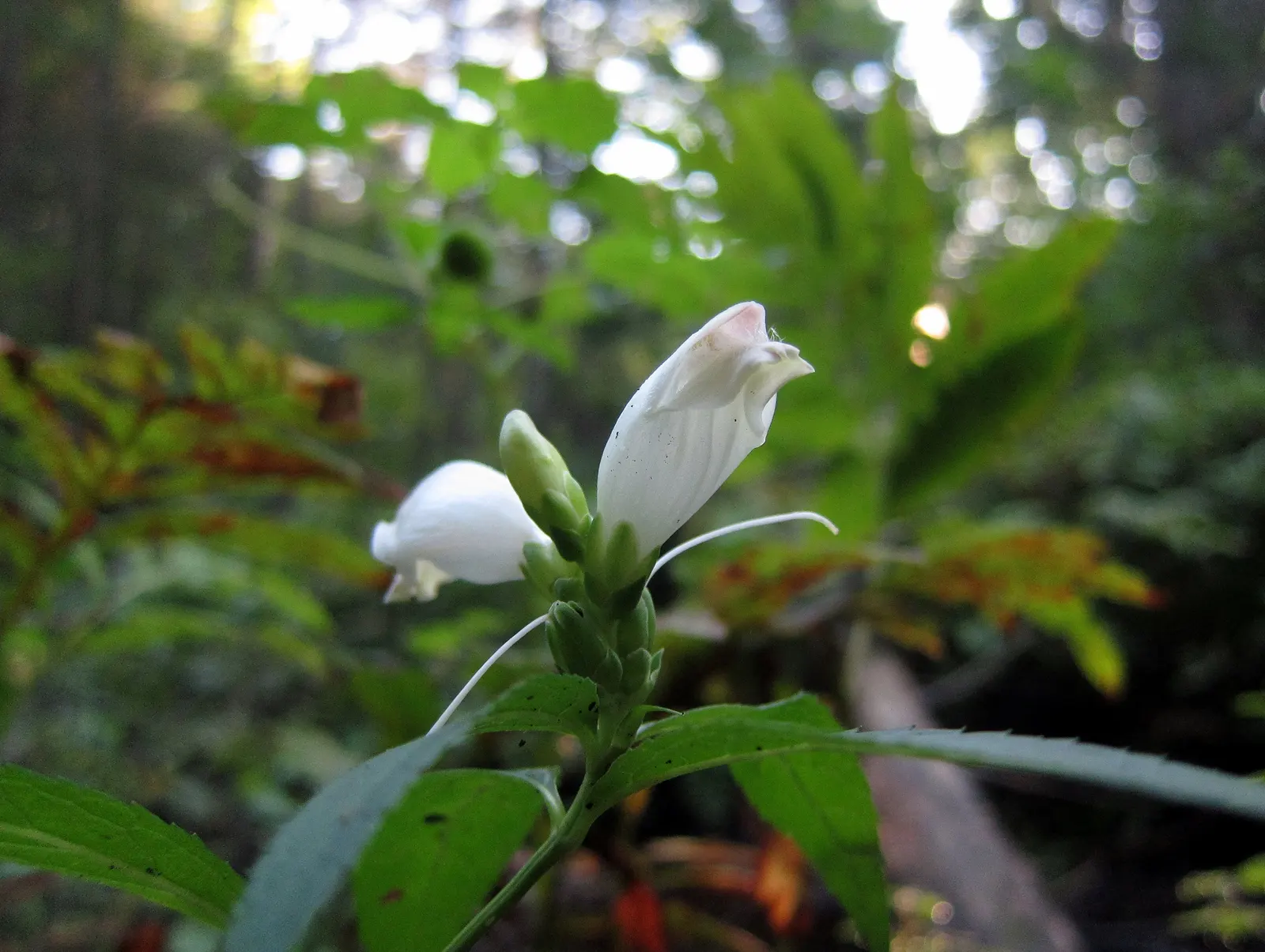 Turtlehead (Chelone Obliqua) — Blooms appear late summer to fall, attracting butterflies and hummingbirds; reaching a mature height of, image 60