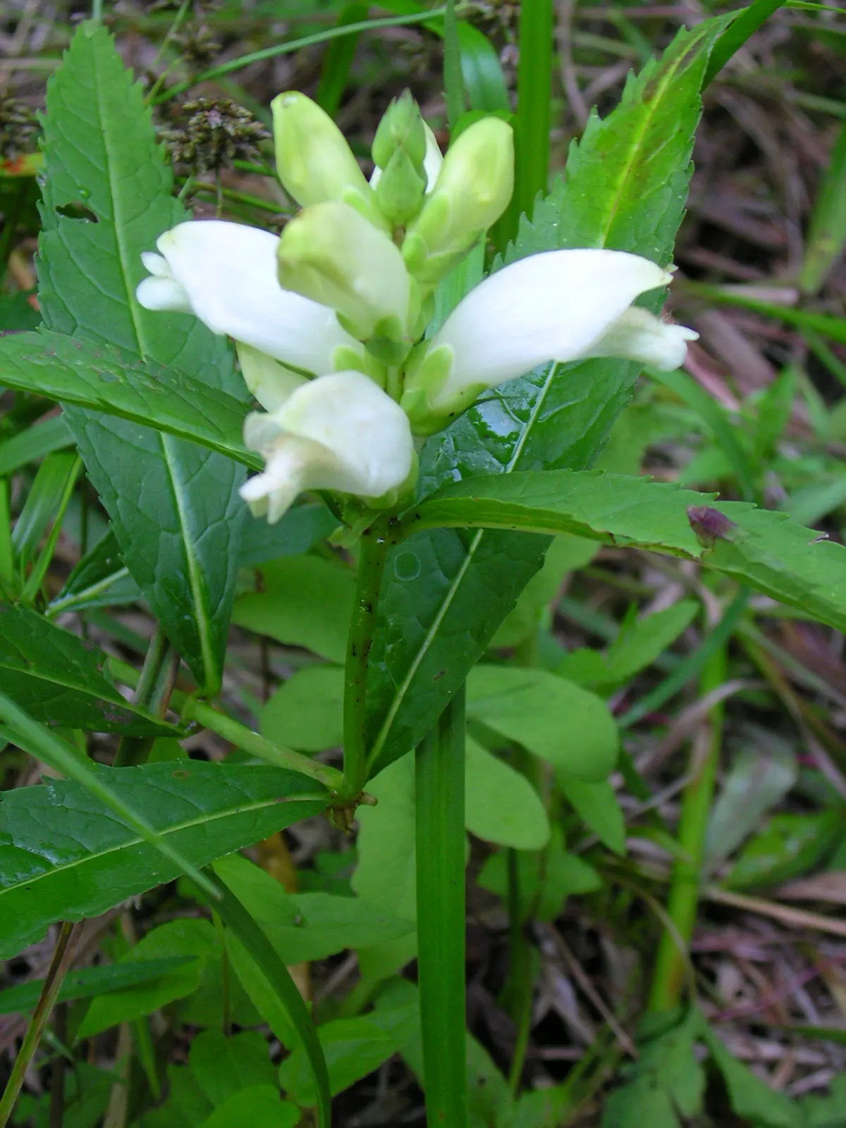 Turtlehead (Chelone Obliqua) — reaching a mature height of approximately 2 to 3 feet and spreading roughly 1 to 2 feet wide