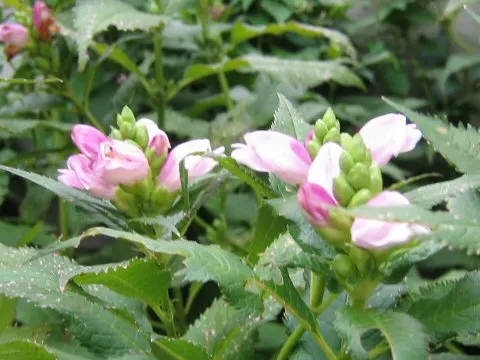 Turtlehead (Chelone Obliqua) — The unique common name arises from its distinctive flowers; foliage is lance-shaped, glossy, and deep green, image 67