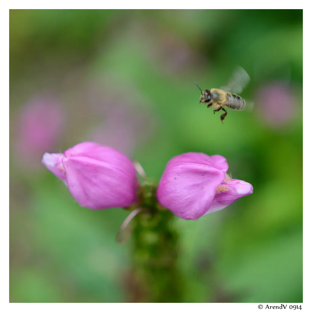 Turtlehead (Chelone Obliqua) — is a herbaceous perennial boasting tightly-clustered; clump-forming beauty is a focal point in any garden