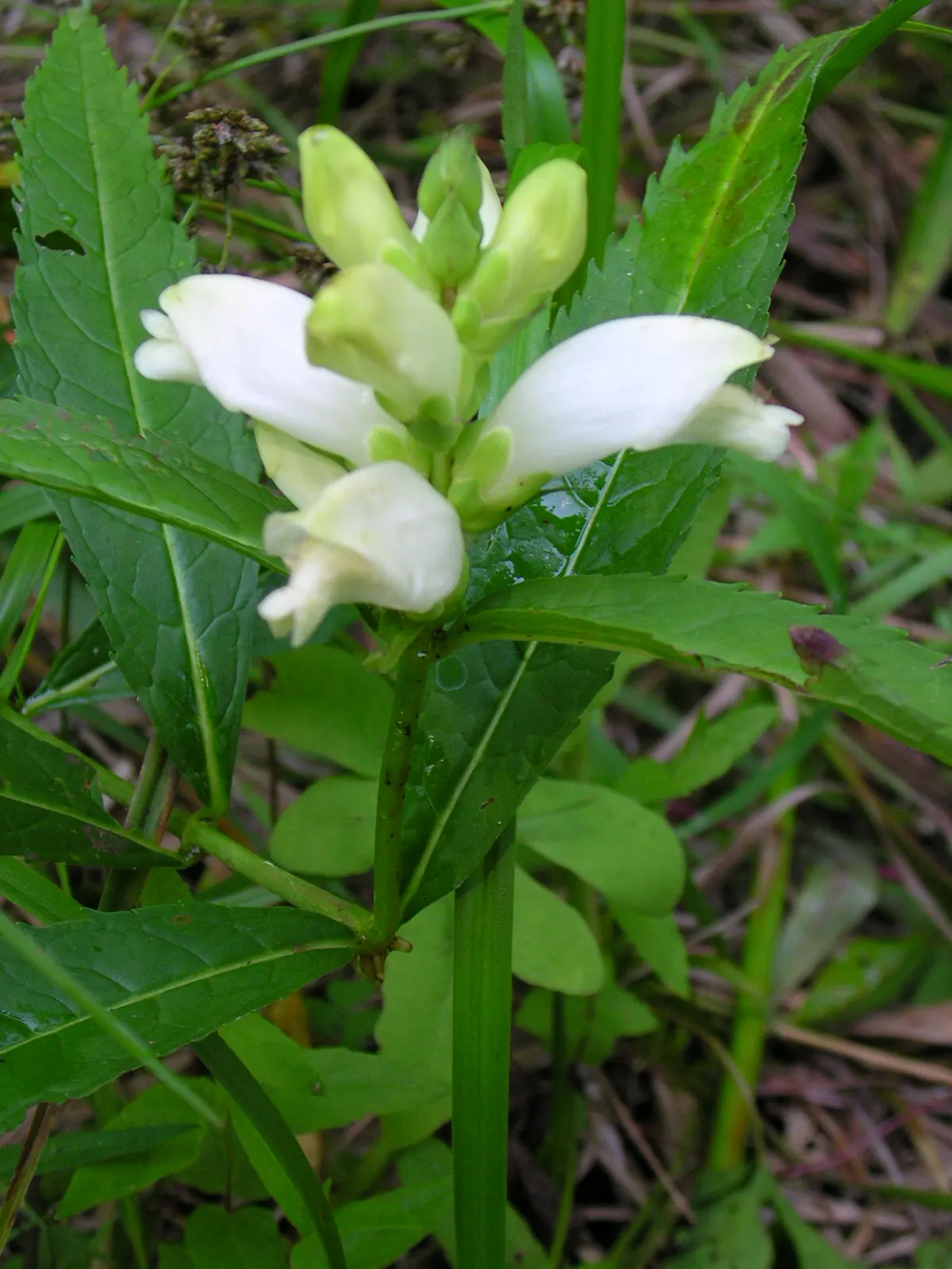 Turtlehead (Chelone Obliqua) — commonly called Turtlehead