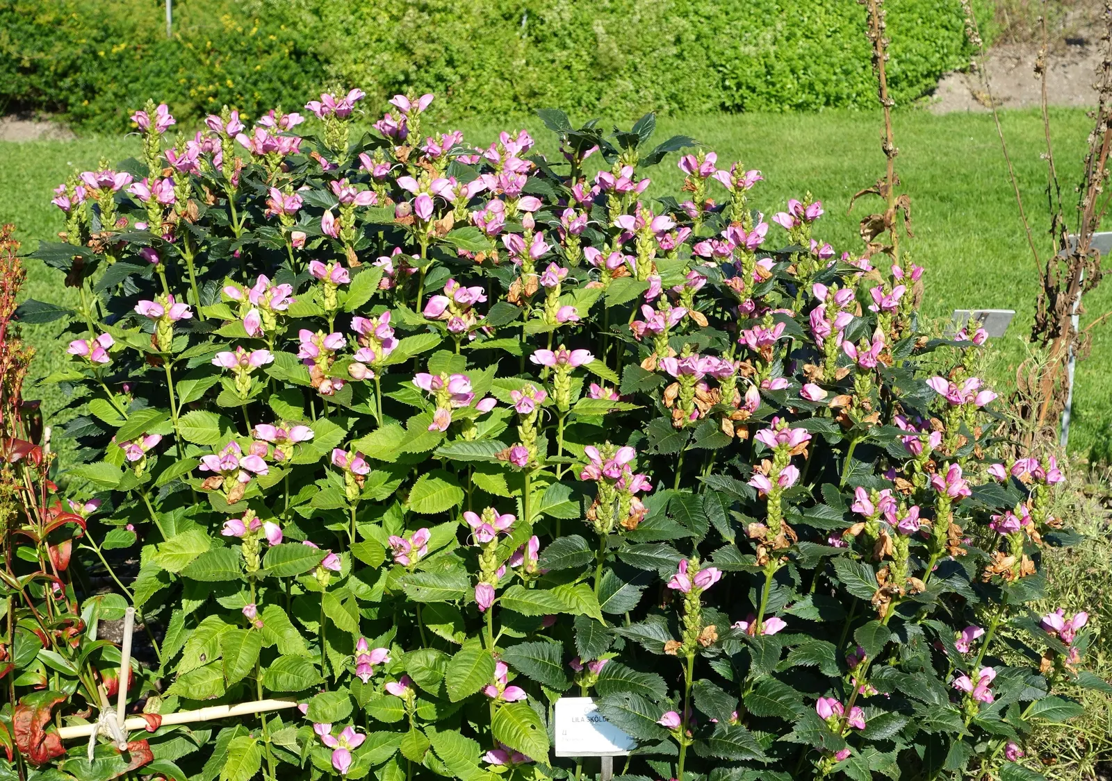 Turtlehead (Chelone Obliqua) — scientifically known as Chelone obliqua; blooms appear late summer to fall, attracting butterflies and hummingbirds