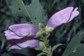Turtlehead (Chelone Obliqua) — commonly called Turtlehead; thriving in zones 3-8, it reaches 2-3 feet in height and spreads 2 feet wide, image 55