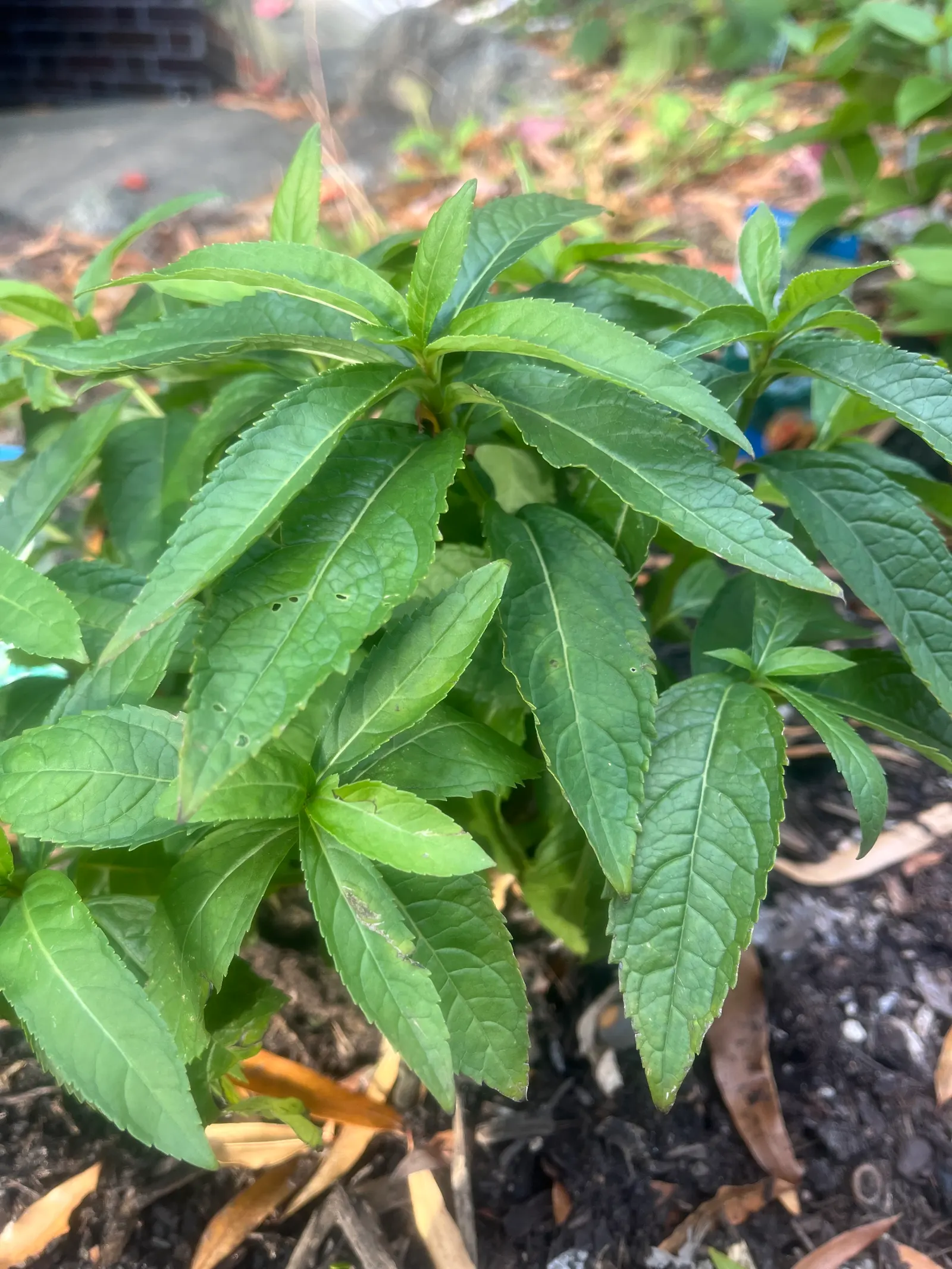 Turtlehead (Chelone Obliqua) — is a perennial flowering plant native to the moist woodlands and stream banks of North America; the unique common, image 64